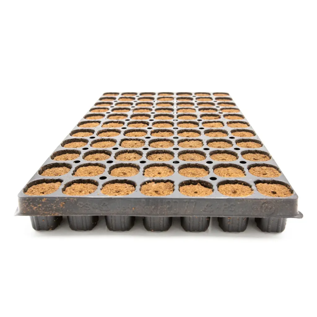 [LP1003] Planta Plug, Tray mit 77 Stk.